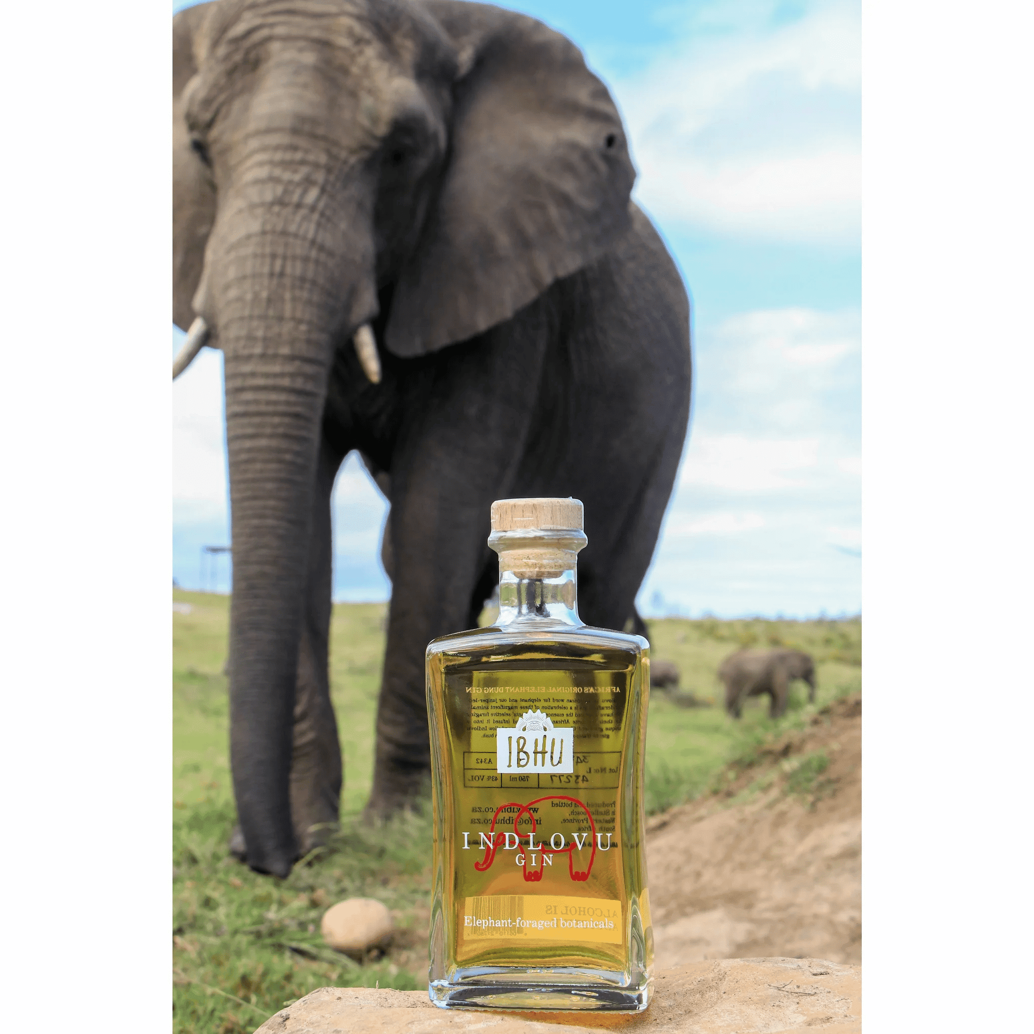 Ibhu Indlovu 3 Ibhu Indlovu - immagine 2