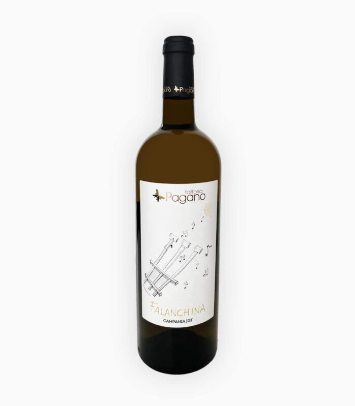 FATTORIA PAGANO FALANGHINA CAMPANIA IGT